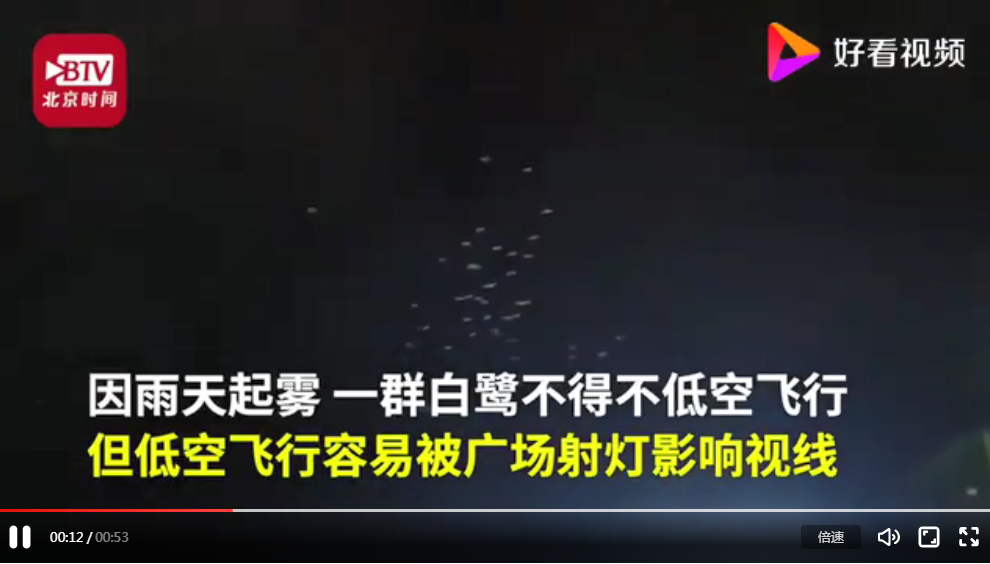 湖南藍(lán)山為候鳥(niǎo)遷徙連關(guān)三天射燈 以保障白鷺正常飛行