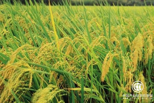 鄉(xiāng)村發(fā)展注入新動(dòng)能