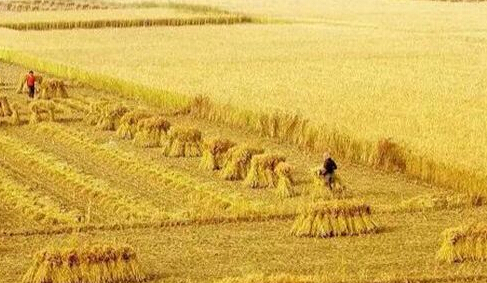 今年陜西糧食產(chǎn)量有望達二十年來最高