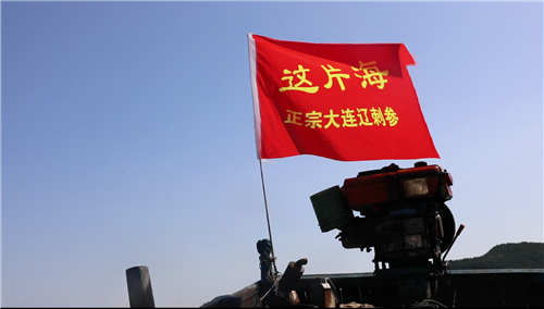 這片海秋參第一撈，新鮮海參現(xiàn)場(chǎng)試吃