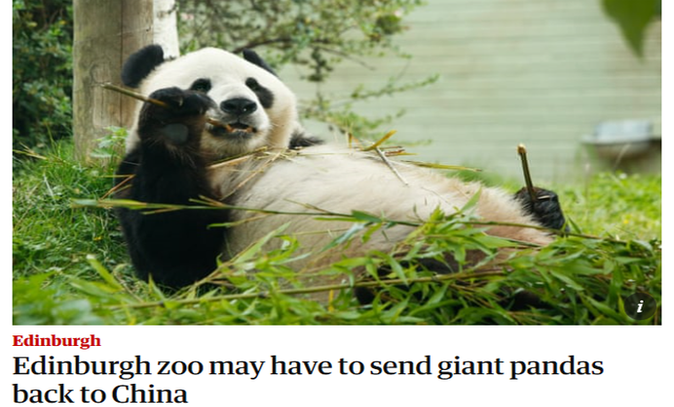 英國(guó)考慮將大熊貓送回中國(guó) 動(dòng)物園：疫情期間缺錢，養(yǎng)不起了