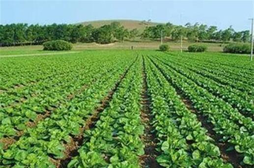 農(nóng)業(yè)農(nóng)村部：加快構建綠色種植制度