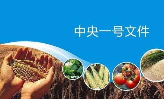 中央一號文件發(fā)布 錨定糧食安全等重點任務(wù)