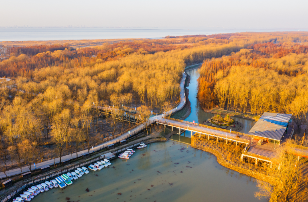 免費(fèi)！上海崇明西沙濕地元宵節(jié)恢復(fù)開放，入園需預(yù)約