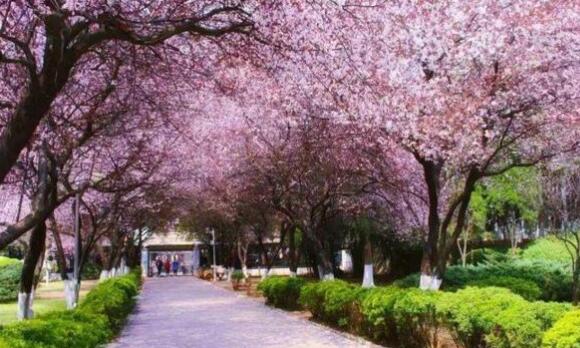 清明假期出行新趨勢：短途游火爆 賞花民俗體驗熱度攀升