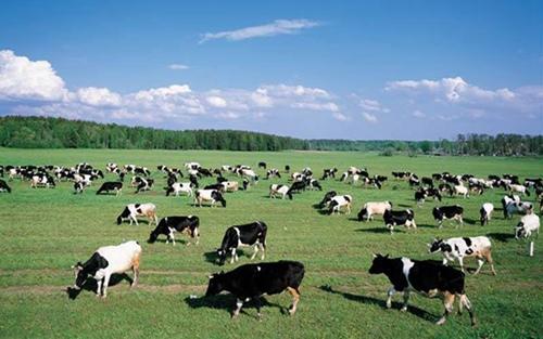 內蒙古“十四五”期間優(yōu)質綠色農畜產品供給量質齊升