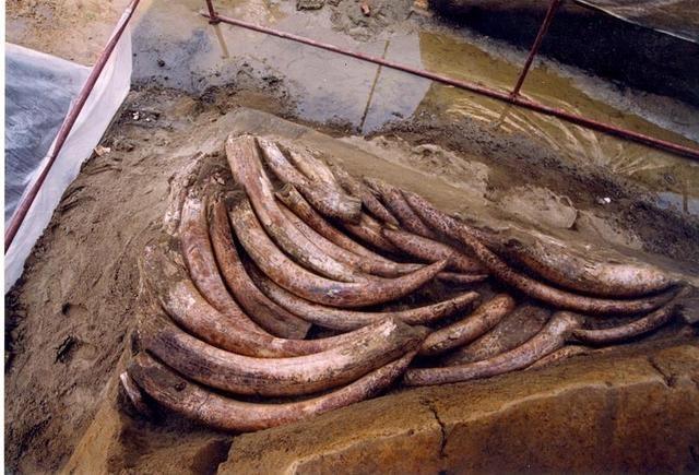 三星堆祭祀坑出土超120根象牙，能否解開三星堆與金沙之謎？