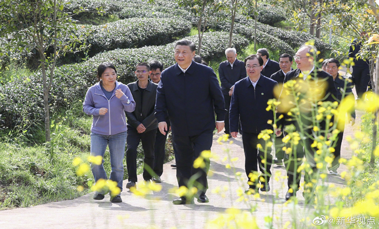 習(xí)近平察看武夷山春茶長(zhǎng)勢(shì)：把茶文化、茶產(chǎn)業(yè)、茶科技這篇文章做好