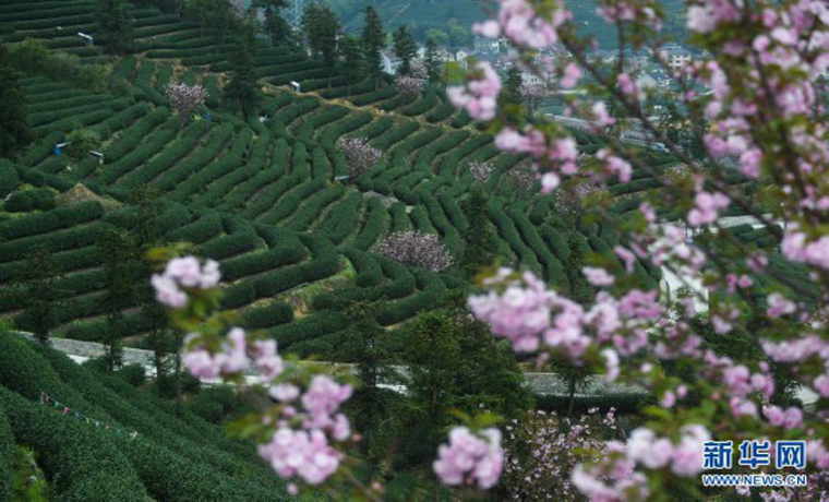 櫻花滿園茶飄香