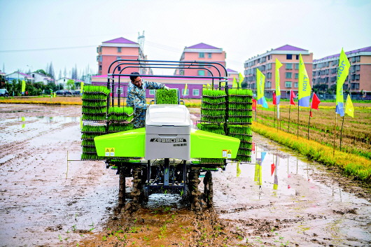 種雙季稻！南方一些稻田20年來頭一回