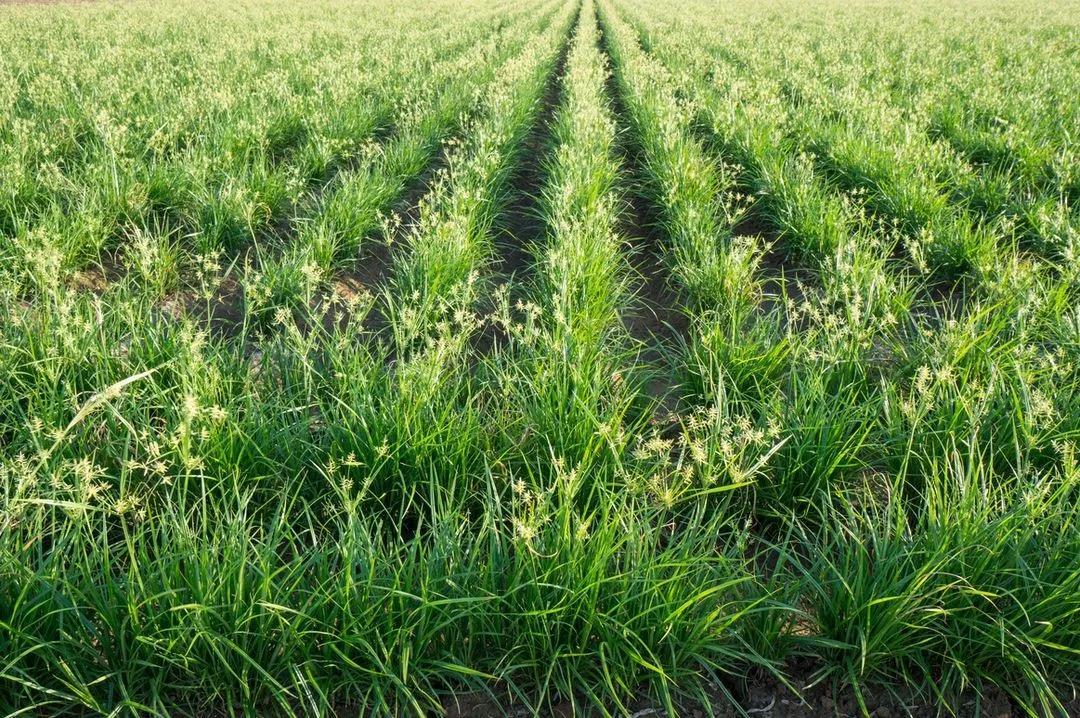 吉林省油莎豆產業(yè)化取得階段性成果