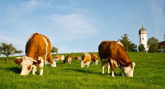 打造全國現(xiàn)代畜牧業(yè)齊魯樣板，山東要怎么干？