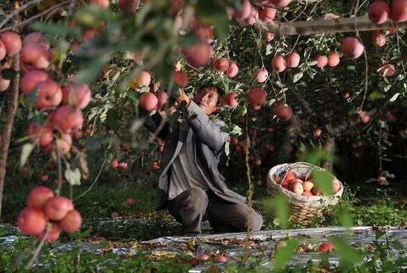 8億用戶加持，拼多多“重倉(cāng)”未來(lái)農(nóng)業(yè)夢(mèng)想