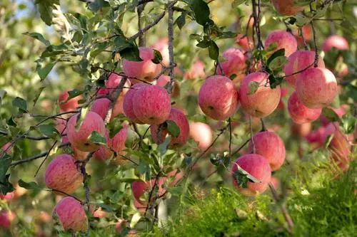 賣1斤虧1元！蘋果價格大跌滯銷！遭歷史最嚴重行情？