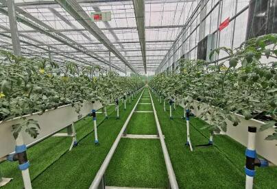 浙江省桐鄉(xiāng)市“三鏈一體”打造農業(yè)未來工廠“隆宸模式”