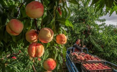 北京平谷加速建設農業(yè)科技創(chuàng)新示范區(qū)