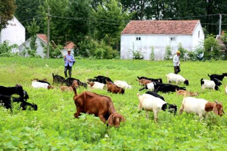 江蘇省啟動綠色種養(yǎng)循環(huán)農(nóng)業(yè)試點(diǎn)