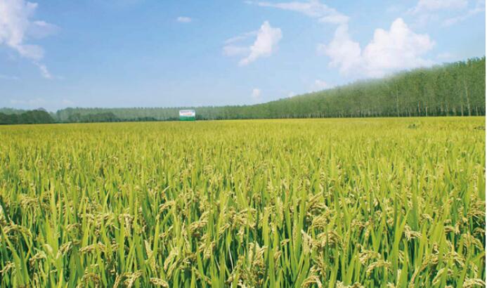 黑龍江哈爾濱優(yōu)質糧油種植基地面積達526萬畝