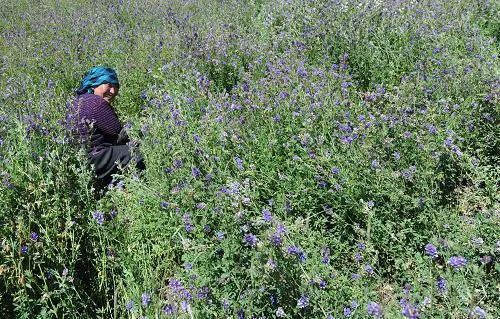西藏種草背后：中國草原保護和草業(yè)發(fā)展有一個大戰(zhàn)略