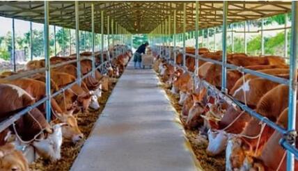 內蒙古牛肉產量躍居全國第一