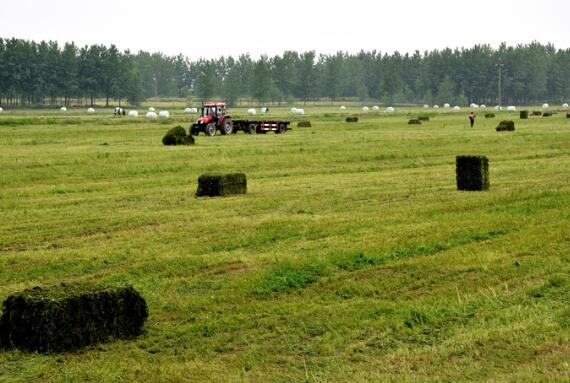 農(nóng)業(yè)農(nóng)村部：引導構建現(xiàn)代飼草商業(yè)化育種體系
