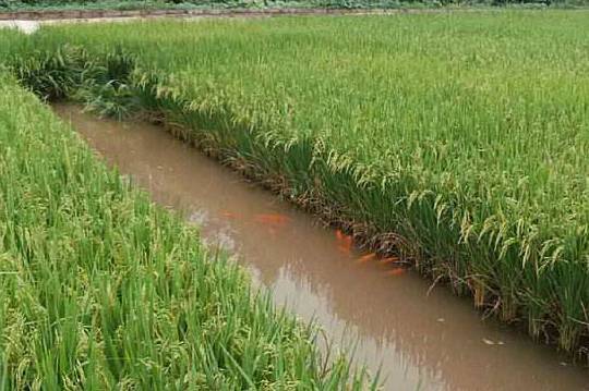 今年天津市稻漁混合種養(yǎng)面積達到50萬畝