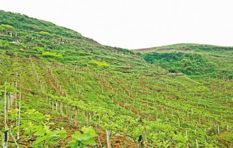 構建“1+4+X”產業(yè)體系  豐都山地“長出”高效農業(yè)