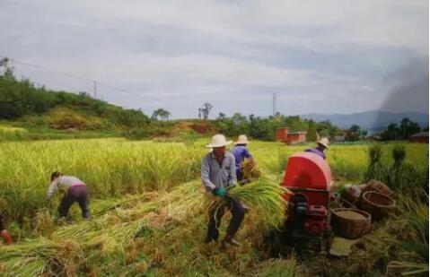 守好“糧袋子”，各地爭分奪秒搶收搶種