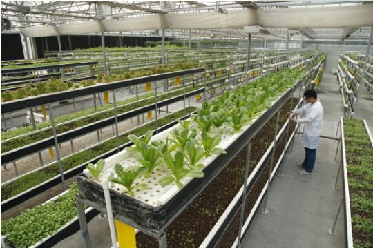 中國農(nóng)業(yè)科學(xué)10項重大進(jìn)展發(fā)布