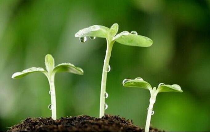 農(nóng)業(yè)農(nóng)村部：種質(zhì)資源保護(hù)取得階段性進(jìn)展