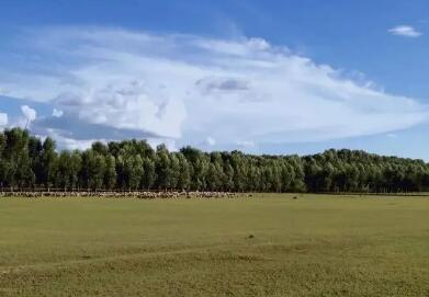 黑龍江出臺(tái)全面加強(qiáng)草原保護(hù)修復(fù)實(shí)施意見(jiàn)