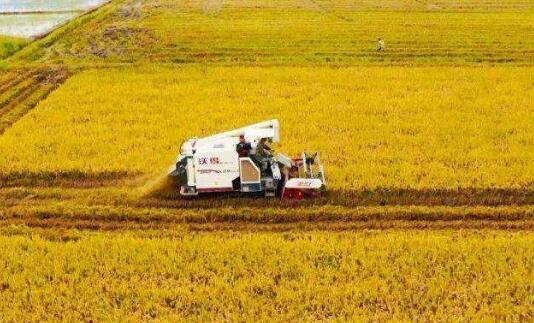 江西省農業(yè)去年交出亮眼成績單 糧食總產438.5億斤