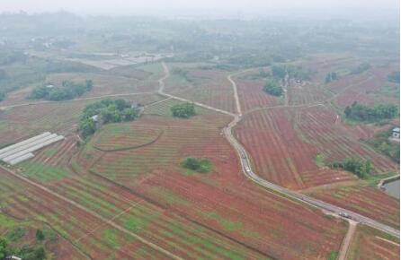 重慶通過(guò)“查建控保考”保護(hù)好“飯碗田”