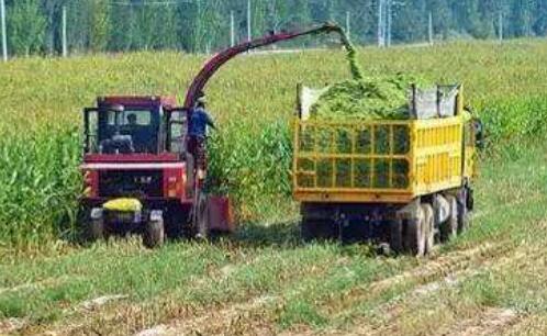 加快建立現(xiàn)代飼草產(chǎn)業(yè)體系 推動(dòng)飼草產(chǎn)業(yè)高質(zhì)量發(fā)展