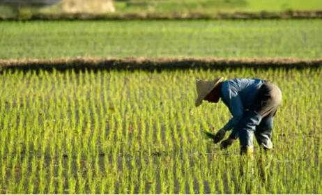 甘肅今年計(jì)劃糧播面積4000萬(wàn)畝以上
