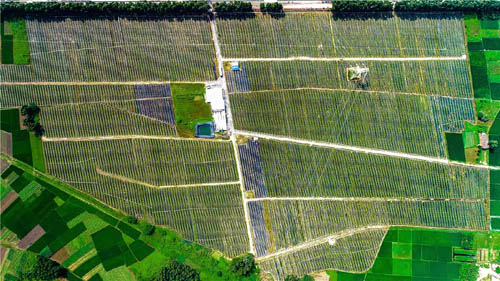 廣東化州市：以生產(chǎn)托管為切口 引領“小農(nóng)戶”接軌“大農(nóng)業(yè)”