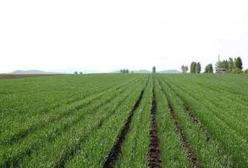 糧食主產區(qū)搶農時 加強冬小麥春管