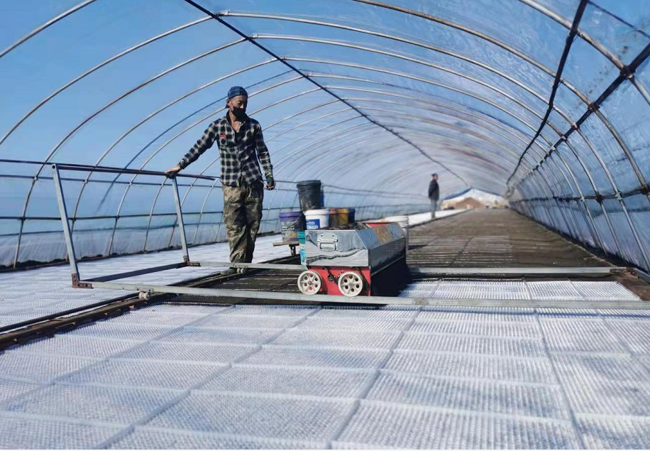 北大荒集團黑龍江鴨綠河農(nóng)場有限公司“十字”口訣提高水稻擺盤質(zhì)量