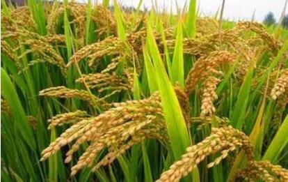 我國(guó)農(nóng)業(yè)植物新品種權(quán)申請(qǐng)量超5萬(wàn)件 連續(xù)五年位居世界第一