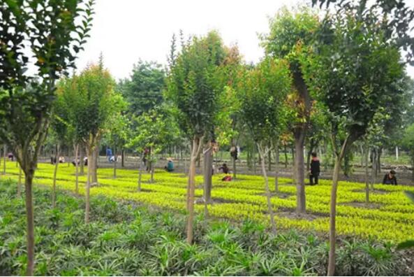 2021年苗木產(chǎn)業(yè)困難重重，但不乏亮點