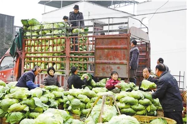 農(nóng)業(yè)農(nóng)村部：打通蔬菜運(yùn)銷(xiāo)“最后一公里”