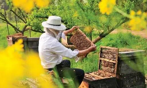 市場監(jiān)管總局公布新修訂的《蜂產(chǎn)品生產(chǎn)許可審查細則(2022版)》