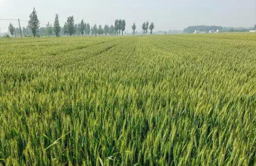 小滿小滿 麥粒漸滿！我國夏糧豐收在望