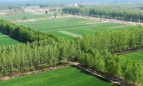 國(guó)家林草局等三部門加強(qiáng)農(nóng)田防護(hù)林建設(shè)管理