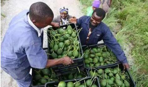 外交部發(fā)言人：支持更多非洲優(yōu)質(zhì)特色農(nóng)食產(chǎn)品進(jìn)入中國(guó)市場(chǎng)