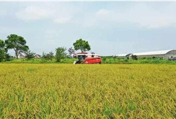 2022年全國早稻播種面積穩(wěn)中有增 為全年糧食豐收奠定良好基礎