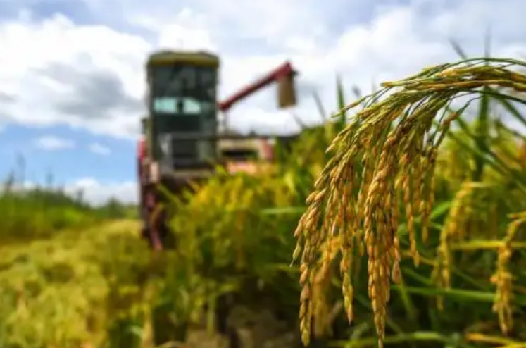 國(guó)家統(tǒng)計(jì)局關(guān)于2022年早稻產(chǎn)量數(shù)據(jù)的公告