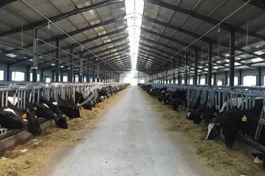 黑龍江對(duì)新建大型奶牛養(yǎng)殖場實(shí)施補(bǔ)貼