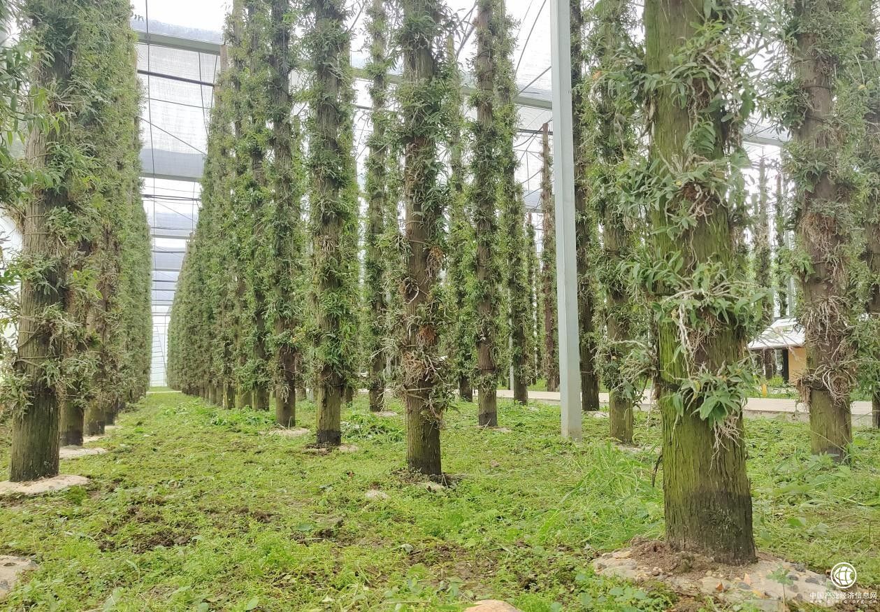 甘御蘭鐵皮石斛，構建大健康產(chǎn)業(yè)體系