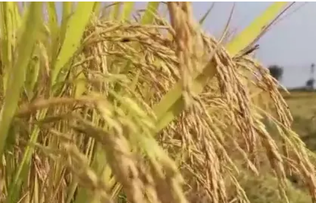 超1.3萬億斤，彰顯中國飯碗分量——數評新時代中國經濟歷史性躍升